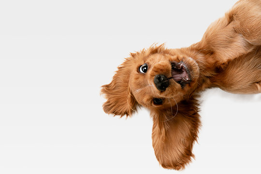 Golden retriever dog